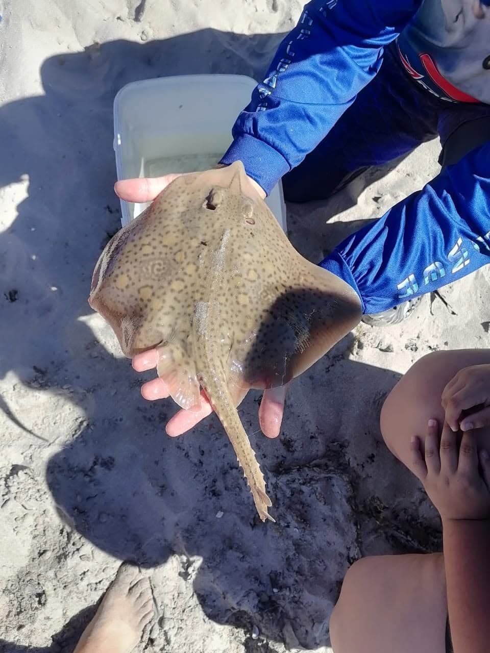 A small ray held carefully over a bucket of water, with a young participant nearby